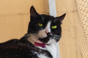 Head of a black and white cat with green eyes