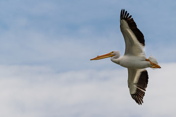 Fototapeta na wymiar Pelican Flying with Large Wing Span Close Up