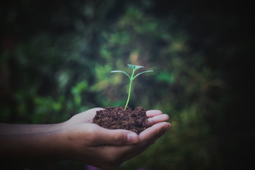 Hand nurturing young baby plants growing in germination sequence on fertile soil