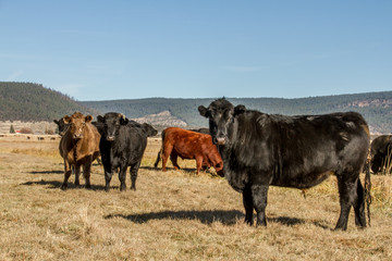 Grass-finished cattle on pasture.