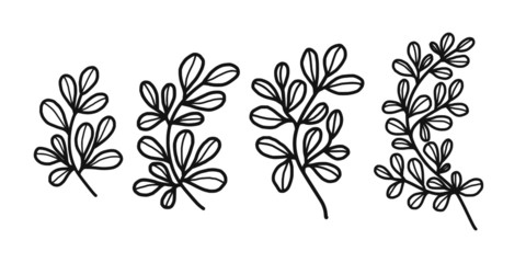 Hand drawn monochrome plant, leaf, and foliage element for wedding invitation, logo, engagement, or botanical logo