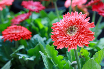 Pink chrysanthemum is blooming, beautiful color, green leaf background