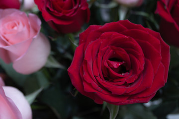 Red flower in the garden