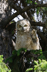 Baby Great Horned Owl (Bubo virginianus) juvenile perched on a tree branch close up wildlife portrait