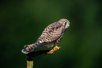 The hunting position in profile for the young kestrel