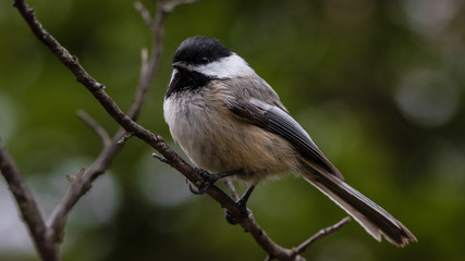Black Capped Chickadee Poecile Atricapillus perched on a branch close up green background