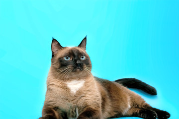 a fat Siamese cat lies on a blue background