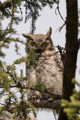 Great Horned Owl (Bubo virginianus) wildlife portrait. Owl perched on a tree branch close up 