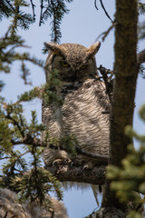 Great Horned Owl in a Tree Close Up Portrait