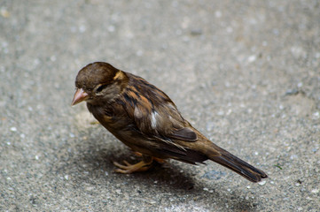 sparrow on fence