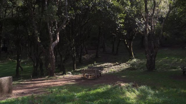 Camping area of Ch&atilde;o dos louros located in the ch&atilde;o dos louros forest park, its name derives from the abundance of laur&eacute;is, laurus nobilies in this area. S&atilde;o Vicente, Madeira island, Portugal