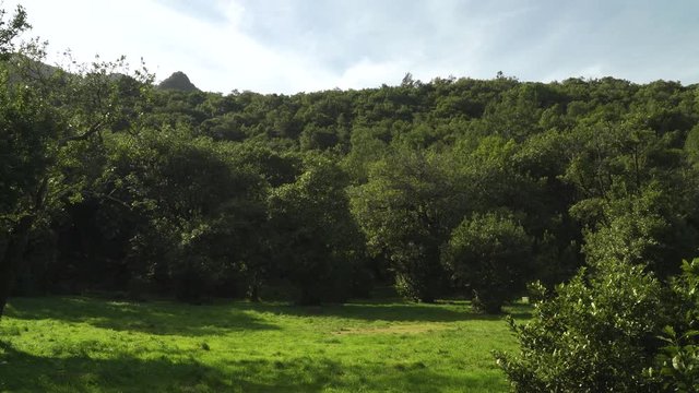 Camping area of Ch&atilde;o dos louros located in the ch&atilde;o dos louros forest park, its name derives from the abundance of laur&eacute;is, laurus nobilies in this area. S&atilde;o Vicente, Madeira island, Portugal