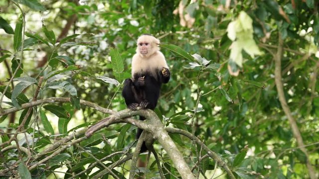 Capuchin monkey in Costa Rica