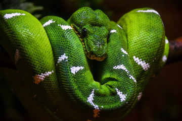 Green and yellow snake