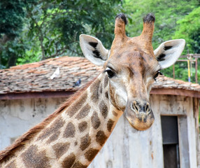 Fototapeta premium Giraffe's