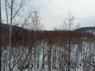 Foto auf Leinwand Trees rising from Shirogane Blue Pond in Hokkaido during winter  © Wally Tai