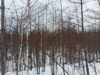 Obraz na płótnie Canvas Trees rising from Shirogane Blue Pond in Hokkaido during winter 