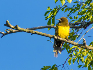 UN PECHITO AMARILLO POSADO EN UNA RAMA