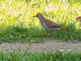 Fototapeta premium UN HORNERO PASEANDO POR EL CESPED