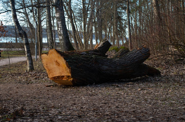 tree stump in the park