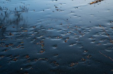 leaves and twigs on ice