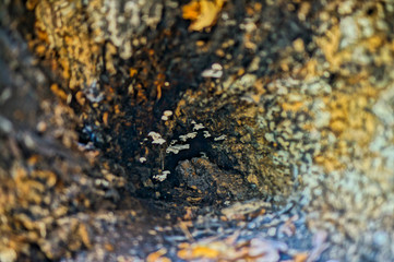 mushroom on tree