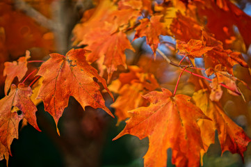 autumn leaves