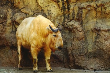 Fototapeta premium ターキン