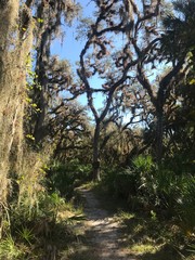 Fototapeta premium Everglades 
