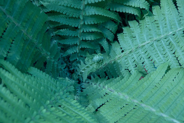 Fern with leaves and stalk with spores. Summer concept. Glacier color, shade of blue.