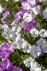 Obraz na płótnie Canvas Petunia flowers, bright colorful flowers close-up.