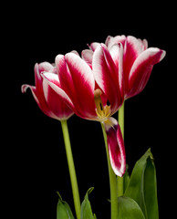 Obraz na płótnie Canvas Tulip. Beautiful bright flower tulip flower pink white on a black background, close-up.