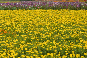 colorful yellow marigold flower garden in sunshine