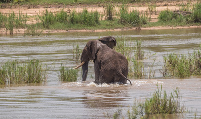 Obraz na płótnie Canvas A large African elephant plays in the water in a river image in horizontal format