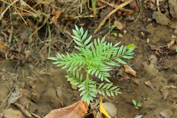 Growing plants from seeds