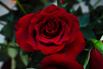 Cut red and pink roses