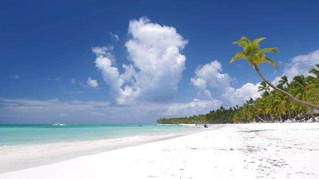 Coconut palm tree on white sandy beach on caribbean island. Travel destinations. Summer vacations