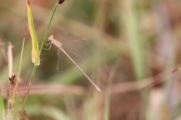 Macro shot of a dragonfly on grass