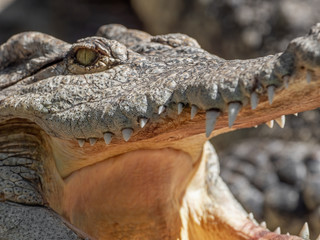 Close up Head of Crocodile was Sunbathing Isolated on Background