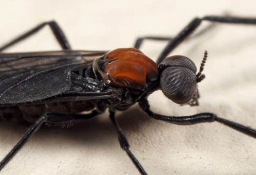 Macro Photo of Lovebug on The Floor