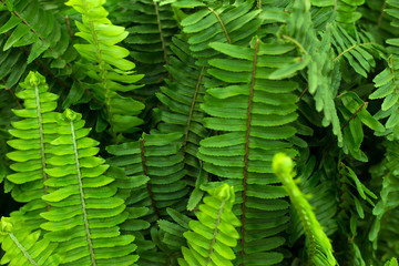 Naklejka na ściany i meble Fern green leaves foliage. Tropic background.