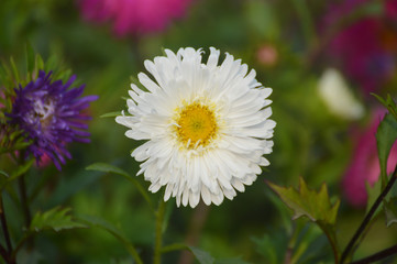 white color aster flower with soft green background