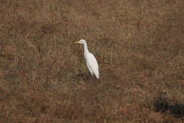 Wild herons in agriculture farm in India