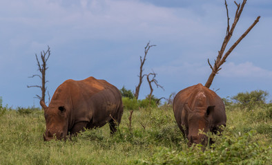 Two large adult white rhinos grazing on the savanna image in horizontal format