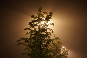 foggy night