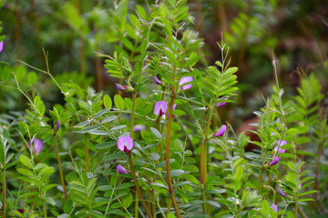 薄紫色の小さな花を咲かせ始めたカラスノエンドウ