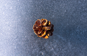 Fototapeta premium Pinecone on lake