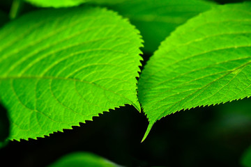 紫陽花の葉,Hydrangea leaves