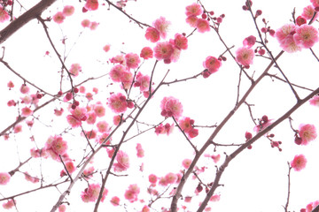 twig of blooming plum tree with pink flowers. seasonal floral background