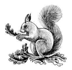 Squirrel eating acorns. Ink black and white drawing